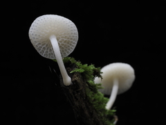 Favolaschia manipularis