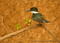 Chloroceryle amazona image