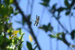 Rhyothemis variegata