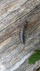 Philomycus carolinianus
