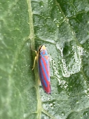 Graphocephala coccinea