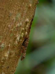 Cnemaspis peninsularis