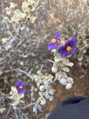Solanum lasiophyllum