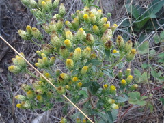 Pentanema squarrosum