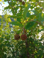 Cephalanthus occidentalis