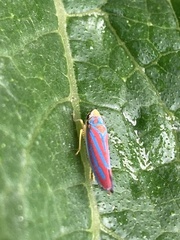Graphocephala coccinea