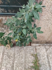 Maytenus boaria