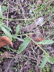 Berteroa incana