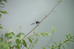 Pseudothemis zonata
