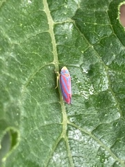Graphocephala coccinea