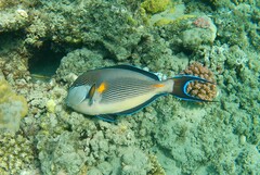 Acanthurus sohal
