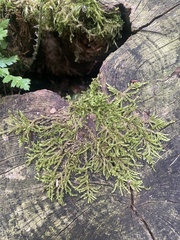 Hypnum cupressiforme