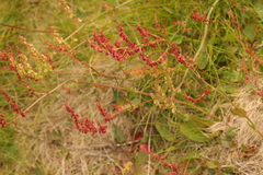 Rumex acetosella