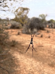 Trichonephila edulis