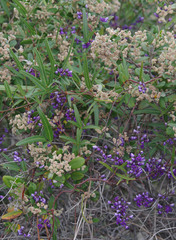 Spyridium globulosum