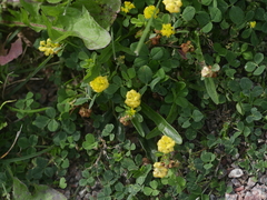 Trifolium campestre