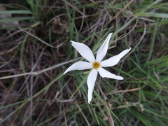 Narcissus deficiens