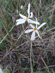 Narcissus deficiens