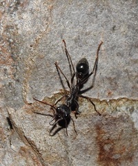Myrmecia pyriformis