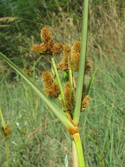 Cyperus glomeratus