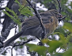 Saltator coerulescens