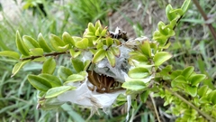 Cheiracanthium punctorium