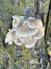 Pleurotus populinus