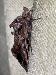 Plusiopalpa