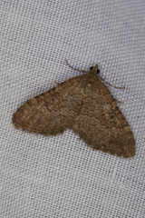 Chrysolarentia