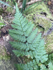 Dryopteris dilatata