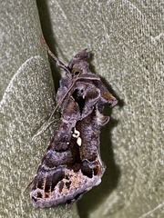 Plusiopalpa