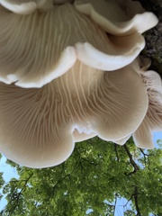 Pleurotus populinus