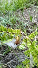 Cheiracanthium punctorium