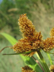 Cyperus glomeratus