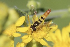 Sphaerophoria contigua