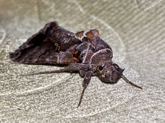 Plusiopalpa