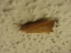 Pyraloidea