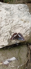 Limenitis reducta