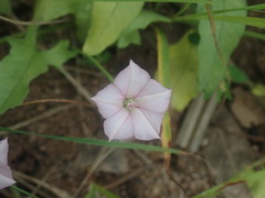 Convolvulus equitans