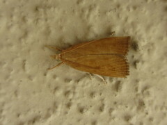 Pyraloidea