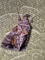 Plusiopalpa