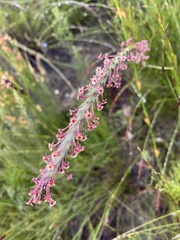 Struthiola tomentosa