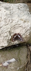 Limenitis reducta