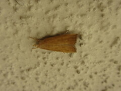 Pyraloidea