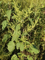 Cyclachaena xanthiifolia