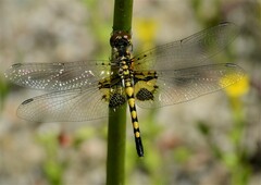 Celithemis martha