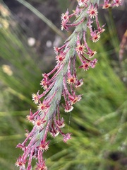Struthiola tomentosa