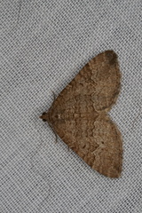 Chrysolarentia