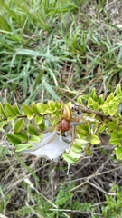Cheiracanthium punctorium