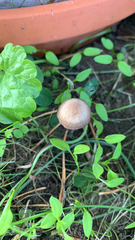 Panaeolus foenisecii